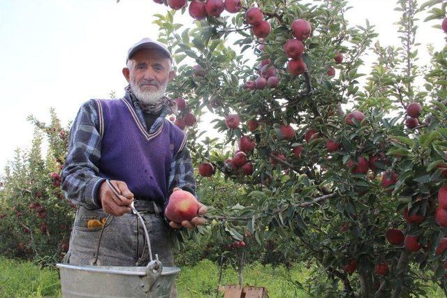 Karaman Elmasında 500 Bin Ton Rekolte Beklentisi