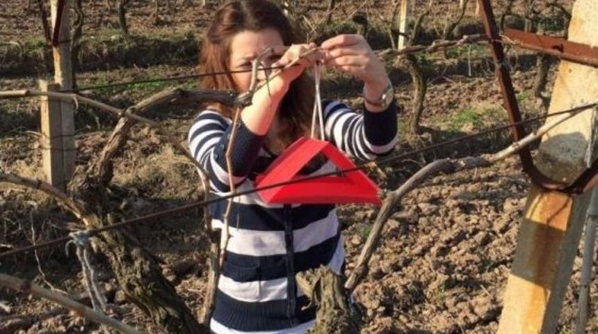 Salkım G&uuml;vesiyle M&uuml;cadele Başladı