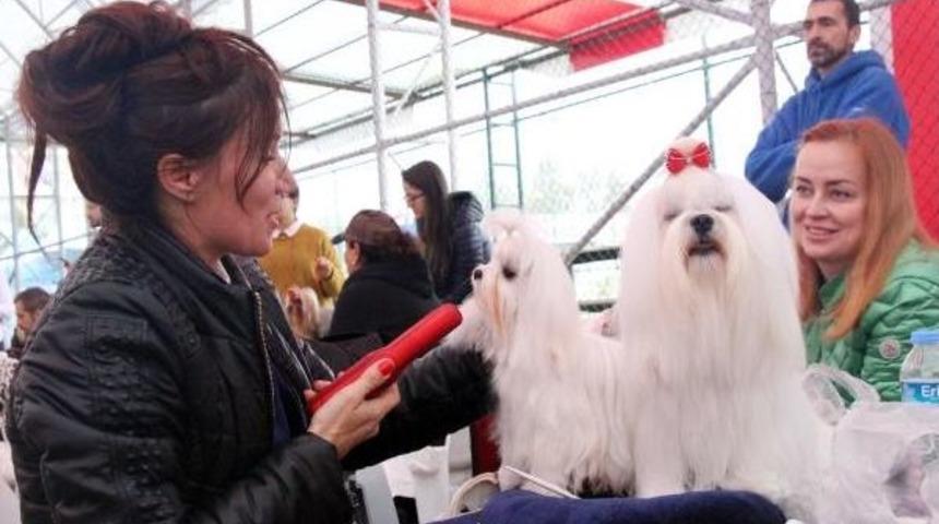 K&ouml;peklerinin En Iyi Olması I&ccedil;in M&uuml;cadele Ettiler