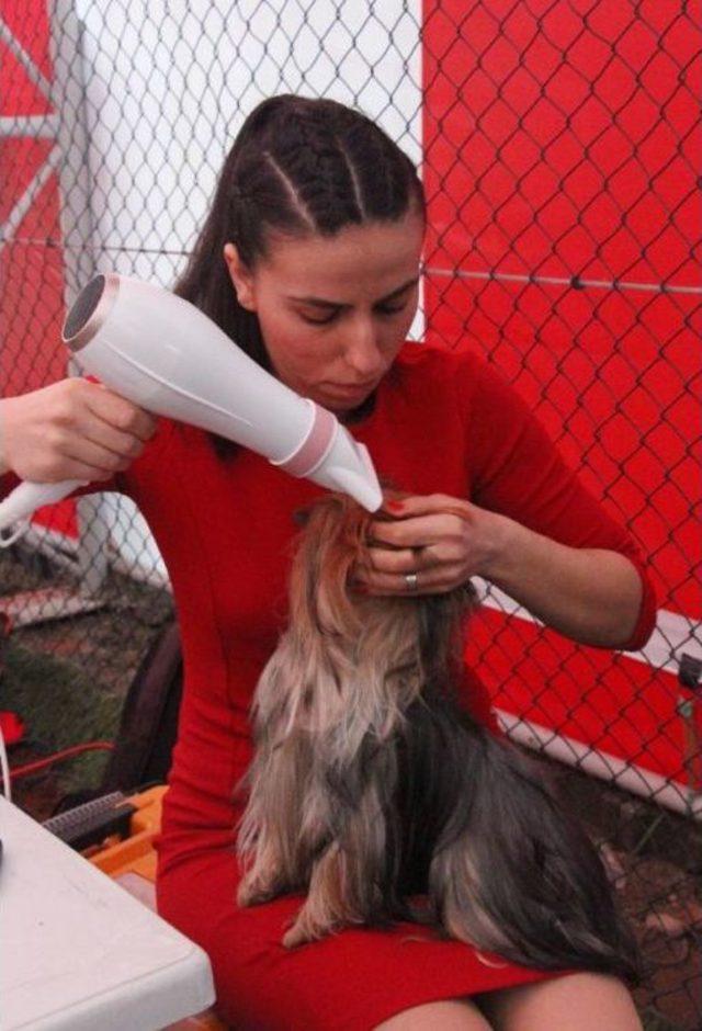 Köpeklerinin En Iyi Olması Için Mücadele Ettiler