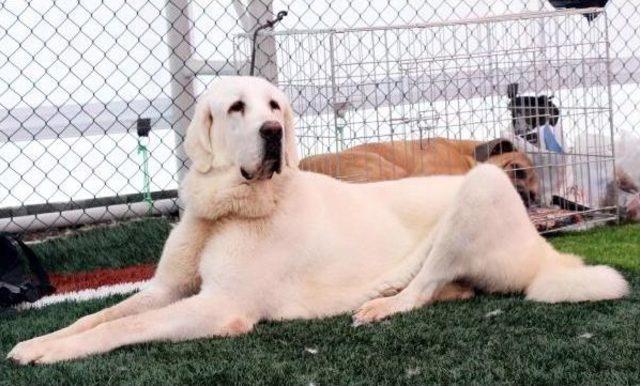 Köpeklerinin En Iyi Olması Için Mücadele Ettiler