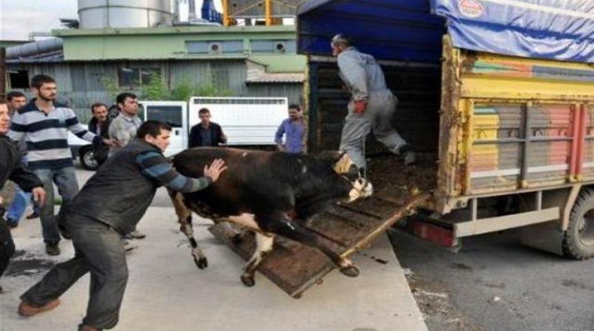 Boğanın intikamı 3 yaralı