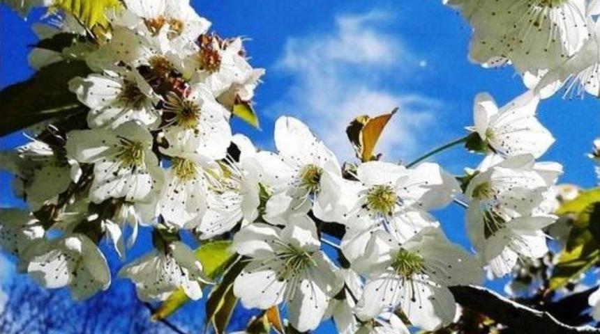 T&uuml;rkiye&rsquo;nin Kiraz Bah&ccedil;esi Japonları Bekliyor