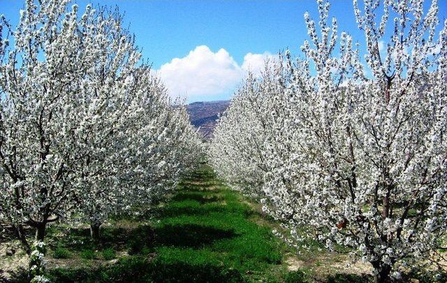 Türkiye’nin Kiraz Bahçesi Japonları Bekliyor