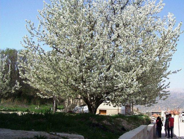 Türkiye’nin Kiraz Bahçesi Japonları Bekliyor