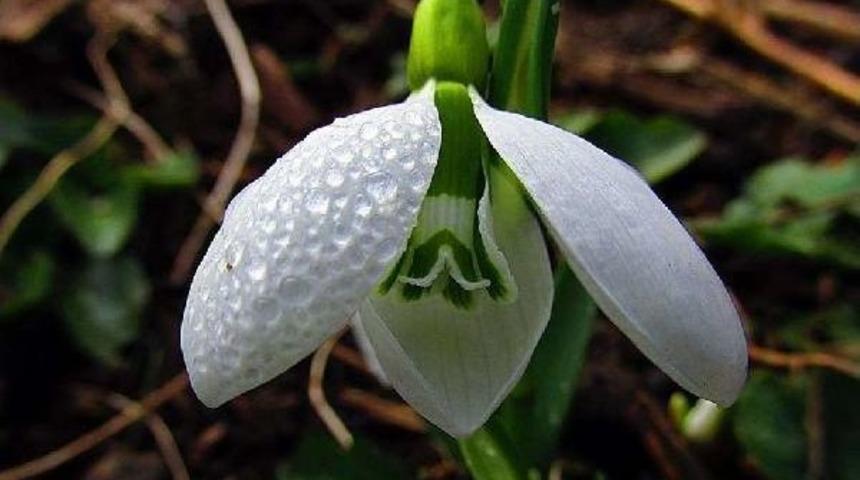 Kardelenler Kazdağları'nı S&uuml;sledi