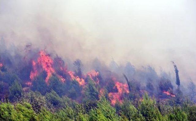 14 Yılda Çıkan 32 Bin Yangında, 112 Bin Hektar Orman Yandı