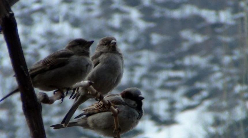 Ser&ccedil;eler Bahar İle Birlikte Kulu&ccedil;ka D&ouml;nemine Girdi