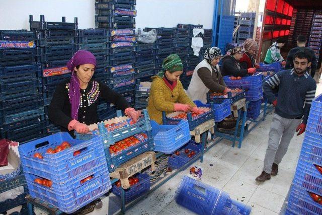 Kumluca Haline Ürün Girişi Azaldı