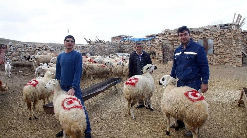 Koyunlarının Sırtına T&uuml;rk Bayrağı &Ccedil;izdi