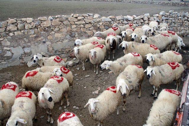 Koyunlarının Sırtına Türk Bayrağı Çizdi