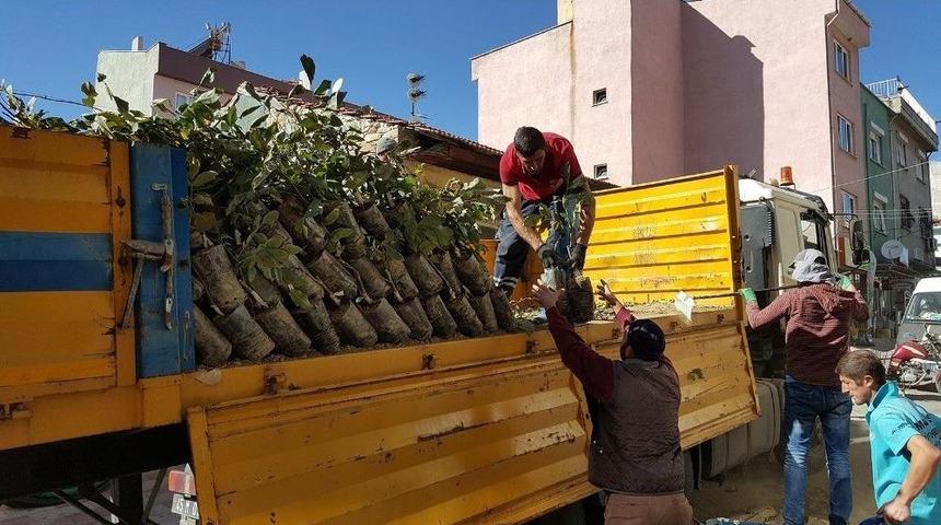 Manisa B&uuml;y&uuml;kşehir&rsquo;den &Uuml;reticiye Fidan Desteği