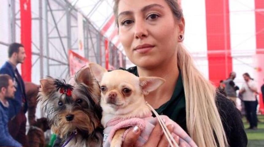 Uluslararası Irk Standartları Yarışması Tamamlandı