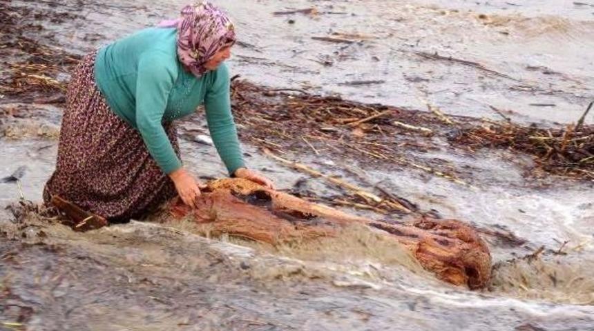 Sel Sularının Getirdiği Ağa&ccedil; Par&ccedil;aları Dar Gelirliye Umut Oldu