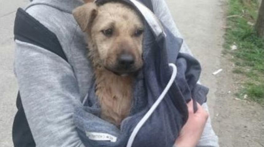 Dereye D&uuml;şen K&ouml;pek Vatandaşların Yarımı İle Kurtuldu