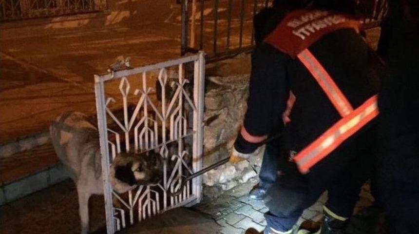 Kafası Demir Parmaklıklara Sıkışan K&ouml;peği İtfaiye Kurtardı