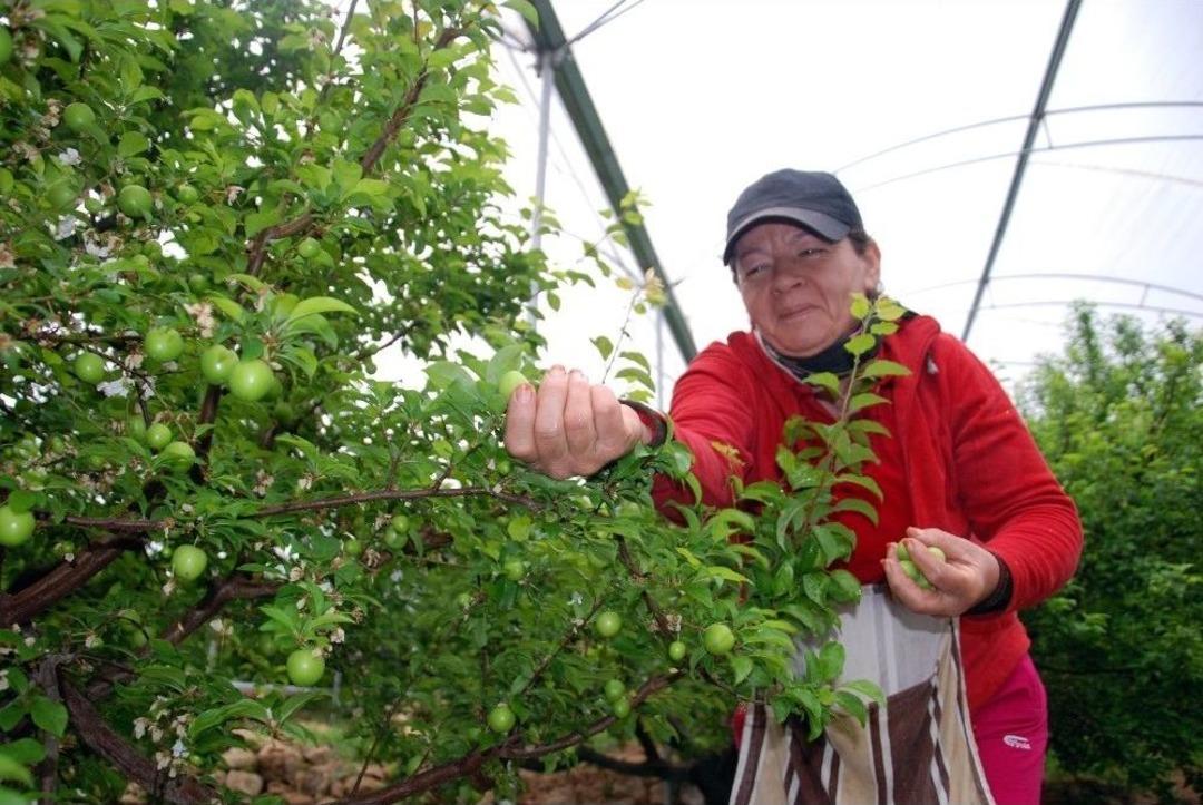 (&ouml;zel Haber) Yılın İlk Eriği Rusya İ&ccedil;in Hasat Edildi
