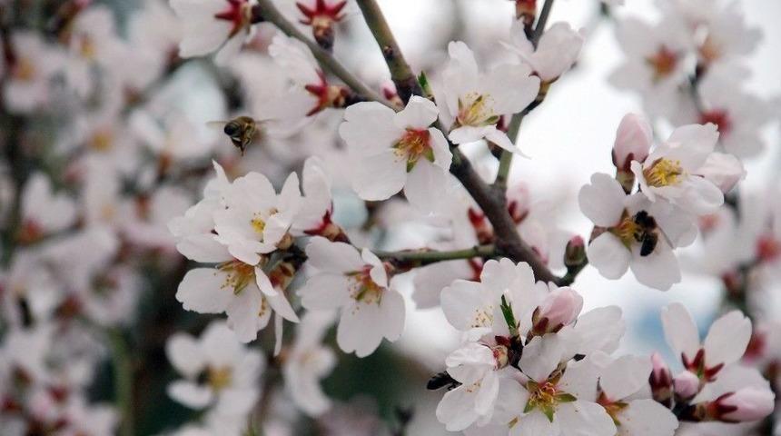 Tokat&rsquo;ta Badem Ağa&ccedil;ları &Ccedil;i&ccedil;ek A&ccedil;tı