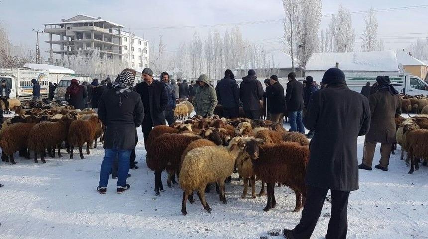 Patnos Ziraat Odası Başkanı Hakverdi, Hayvan Pazarında İncelemede Bulundu