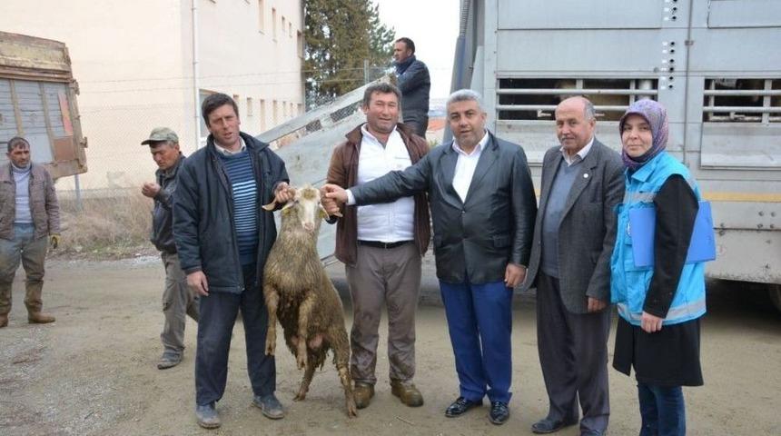 Hisarcık&rsquo;ta Gen&ccedil; &Ccedil;ift&ccedil;ilere Hayvan Desteği