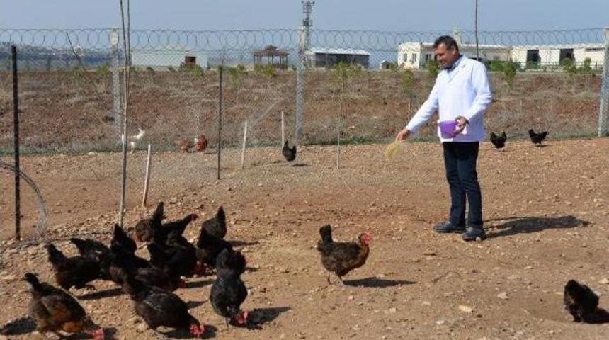 Dicle &Uuml;niversitesi'nde Organik Tavuk Yetiştiriliyor