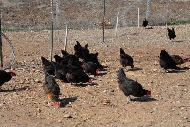 Dicle Üniversitesi'nde Organik Tavuk Yetiştiriliyor