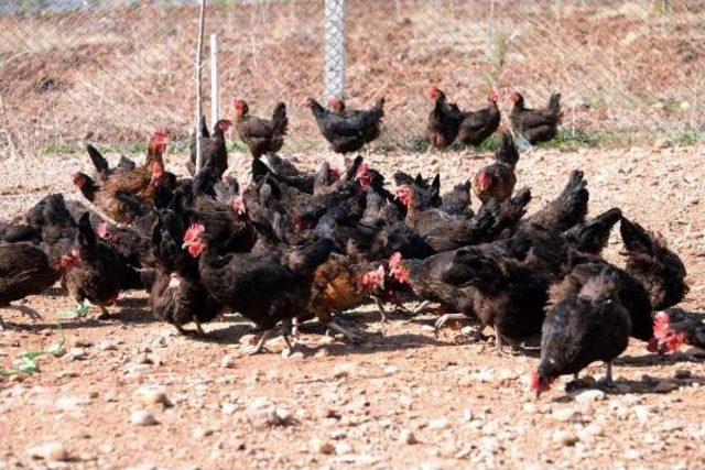 Dicle Üniversitesi'nde Organik Tavuk Yetiştiriliyor