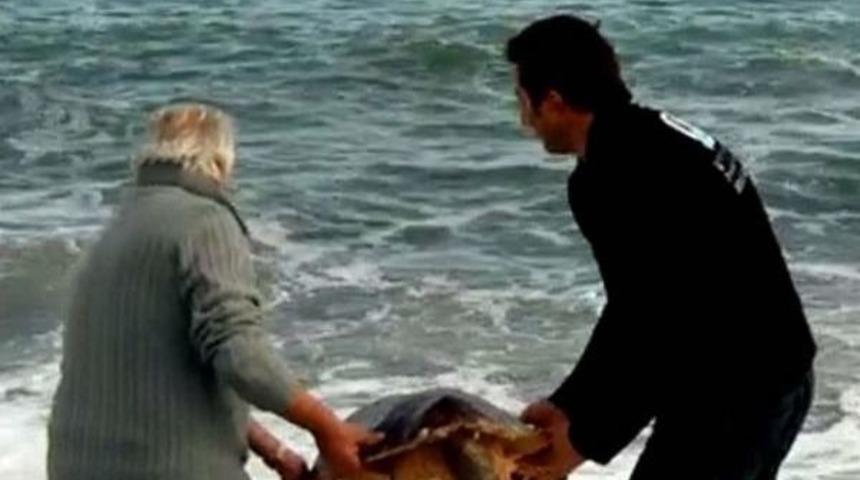Caretta Caretta'yı Kurtarıp Tekrar Denize Bıraktılar