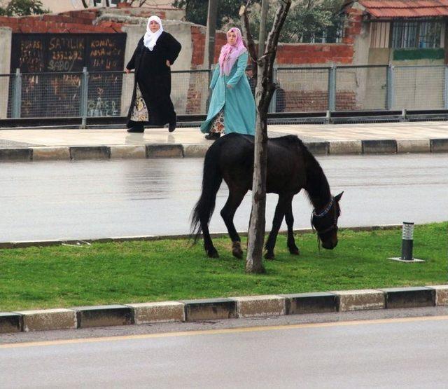 Başıboş Bırakılan Atlar Tehlikeye Davetiye Çıkardı