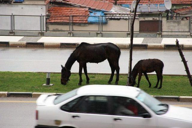 Başıboş Bırakılan Atlar Tehlikeye Davetiye Çıkardı