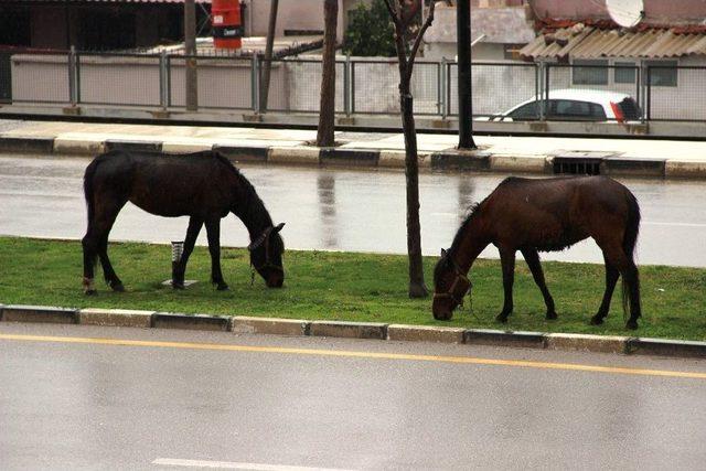 Başıboş Bırakılan Atlar Tehlikeye Davetiye Çıkardı