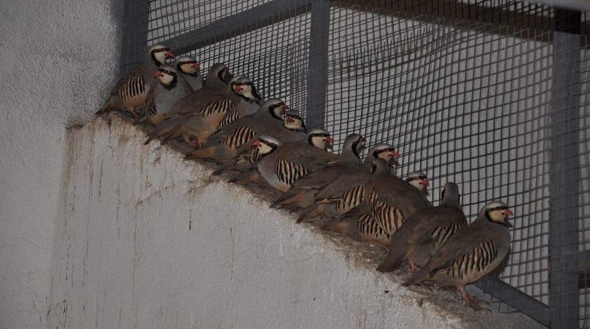 Yozgat&rsquo;ta 11 Bin Kınalı Keklik Doğaya Bırakılacak