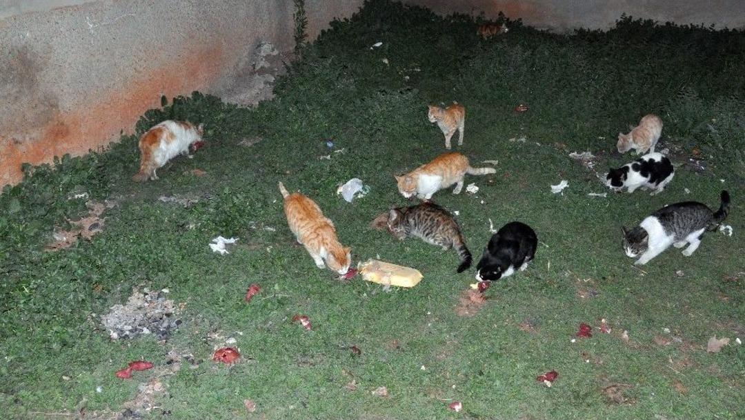 &Ouml;ğrenciler Kumbarada Biriktirdikleri Parayla Yiyecek Alıp Sokak Hayvanlarını Besledi