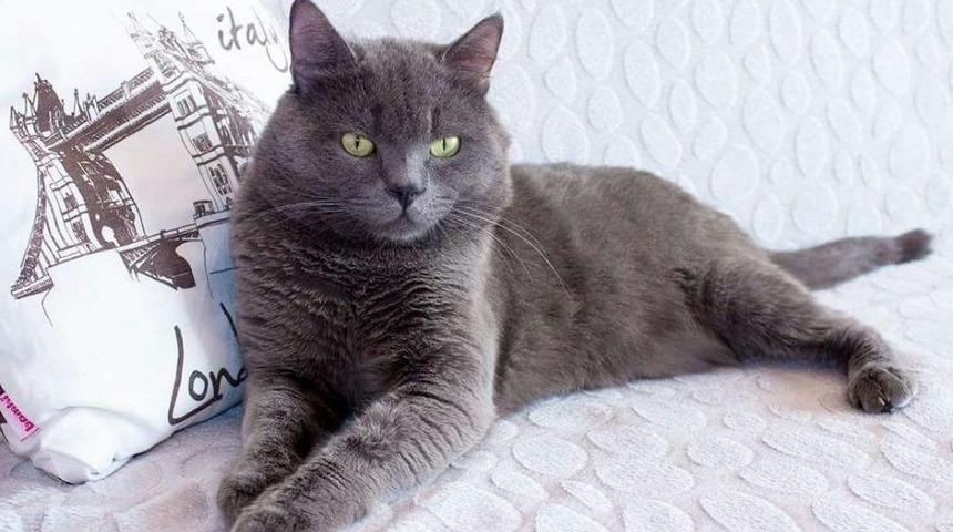 Firari Kediyi Bulana &Ouml;d&uuml;l Var