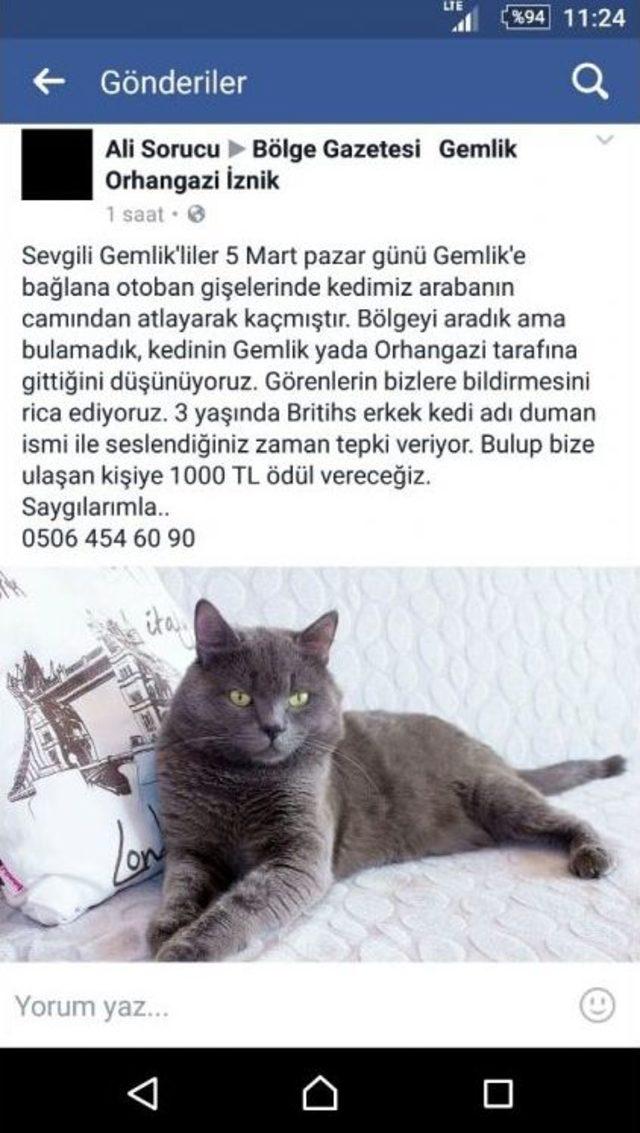 Firari Kediyi Bulana Ödül Var