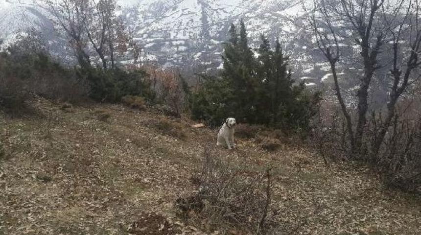 Hizan&rsquo;Da Basma D&uuml;zenekli El Yapımı Patlayıcı Imha Edildi