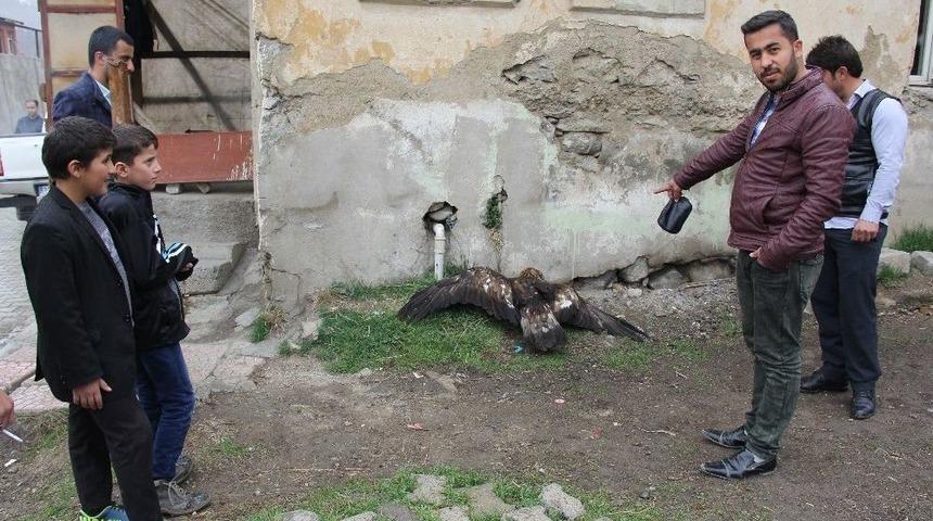 Yolda Bulunan Kartal İlgi Odağı Oldu