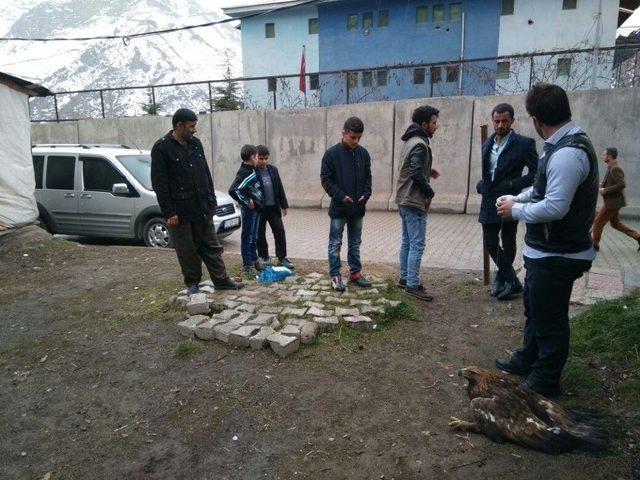 Yolda Bulunan Kartal İlgi Odağı Oldu