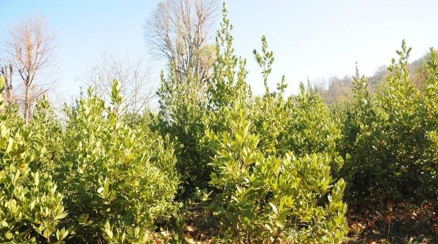 Defne Yaprağından 1.5 Milyonluk Gelir