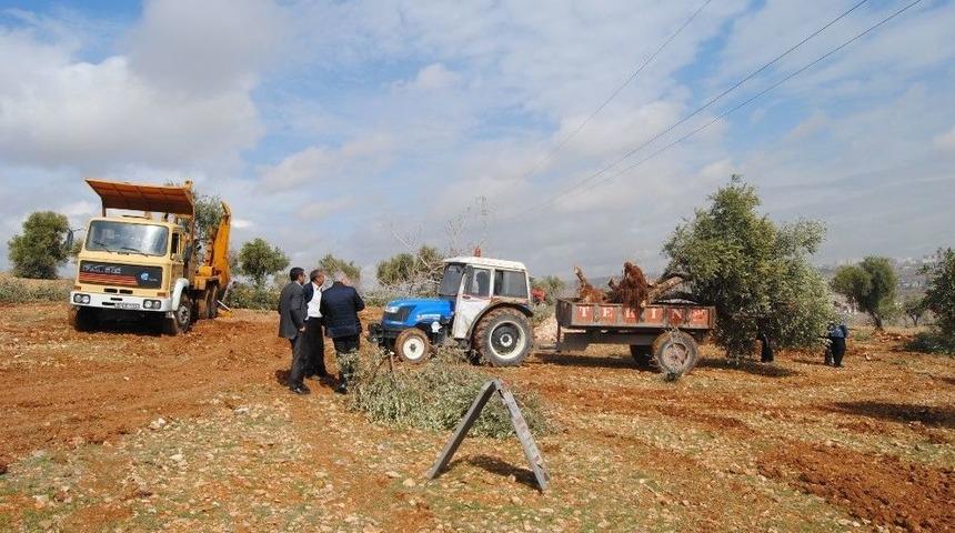 İmara A&ccedil;ılan Arazilerdeki Bitki &Ouml;rt&uuml;s&uuml; Başka Arazilere Nakil Ediliyor