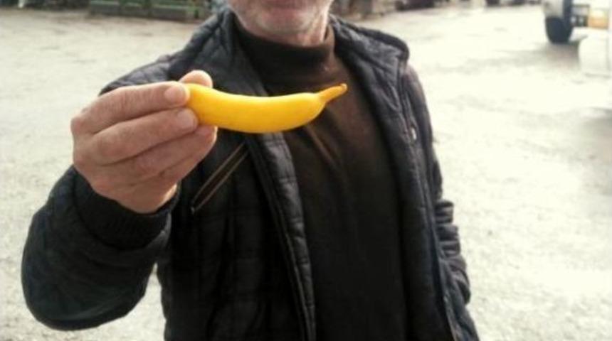 G&ouml;ren İlk Bakışta Muz Sanıyor