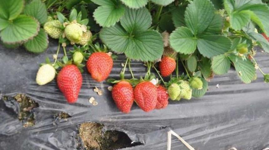 Aydınlı Çilek Üreticisinin Yüzü Güldü