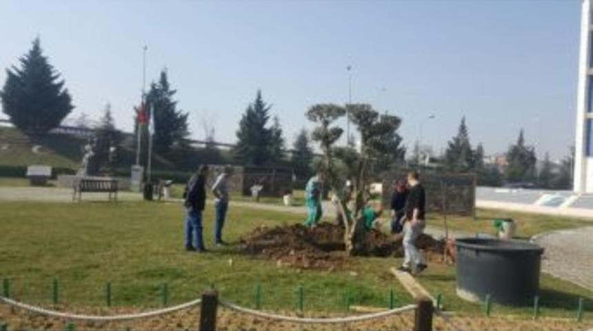 Kınalı Asker Parkına Asırlık Zeytin Ağacı Dikildi