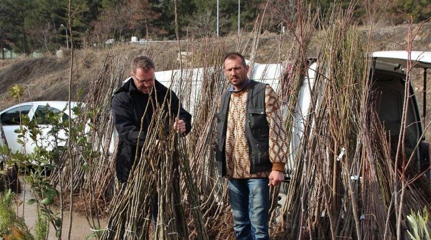 Baharın M&uuml;jdeleyicisi Fidanlar Satışta