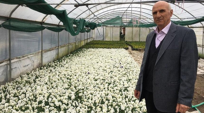 (&ouml;zel Haber) Lale &Uuml;reticilerinden Hollanda Başbakanı Rutte&rsquo;ye Tepki