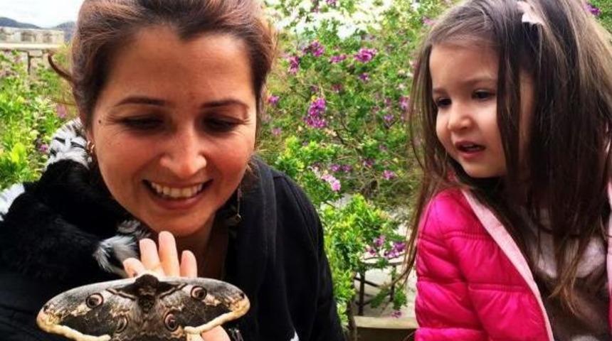 Bodrum'da 17 Santimlik Tavus Kelebeği G&ouml;r&uuml;ld&uuml;