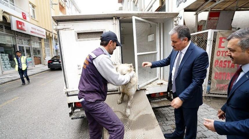 Yaralı K&ouml;peğin Hayatını Belediye Başkanı Kurtardı