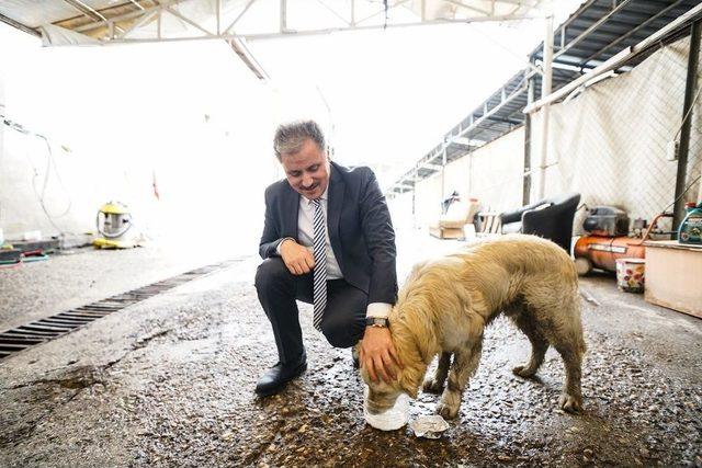 Yaralı Köpeğin Hayatını Belediye Başkanı Kurtardı