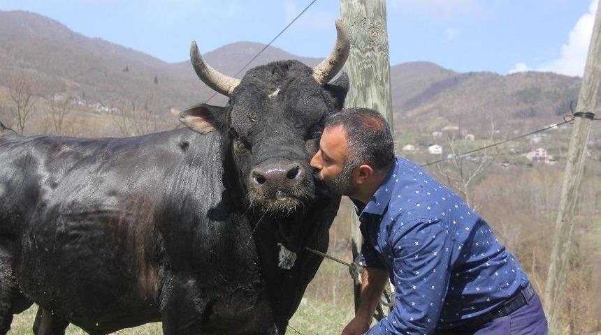 Boğasıyla Arasındaki Bağı G&ouml;renler Şaşkınlıklarını Gizleyemiyor