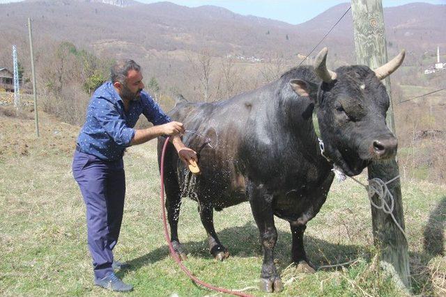 Boğasıyla Arasındaki Bağı Görenler Şaşkınlıklarını Gizleyemiyor